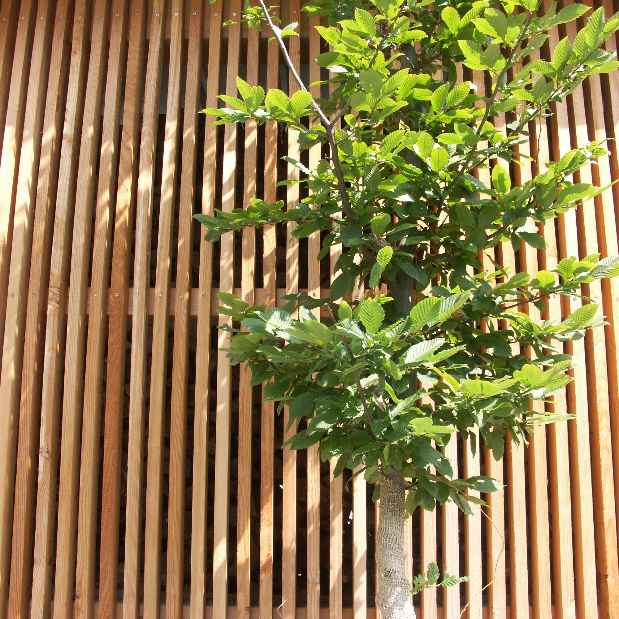 Cette image montre un arbre devant le dépôt de bois.