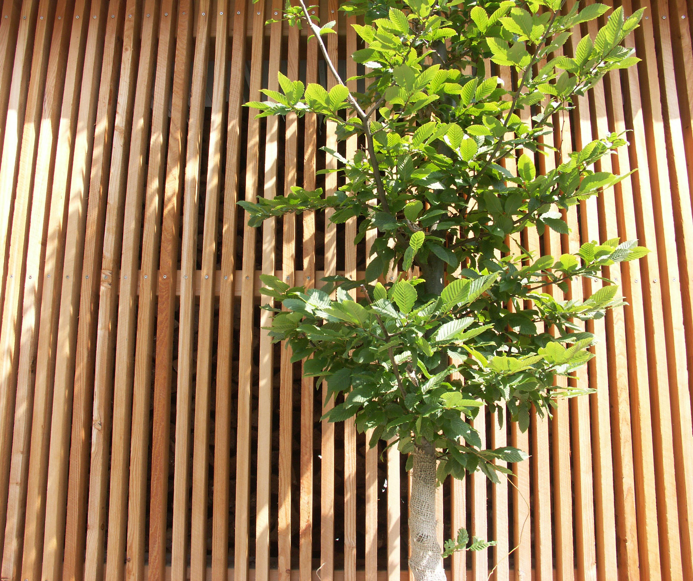 Cette image montre un arbre devant le dépôt de bois.
